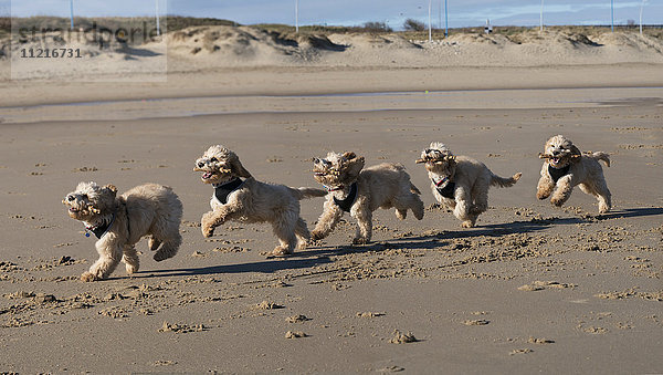 Zusammengesetztes Bild eines Kakadus  der am Strand läuft  mit 5 Bildern in einer Reihe; South Shields  Tyne and Wear  England'.