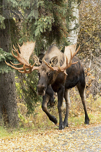 Großer Elchbulle (alces alces) im Gebiet West Anchorage während der Brunftzeit; Anchorage  Alaska  Vereinigte Staaten von Amerika'.