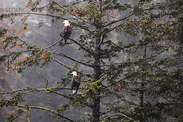 Weißkopfseeadler-Paar (Haliaeetus leucocephalus) in Sitka-Fichte  Süd-Zentral-Alaska; Alaska  Vereinigte Staaten von Amerika'.