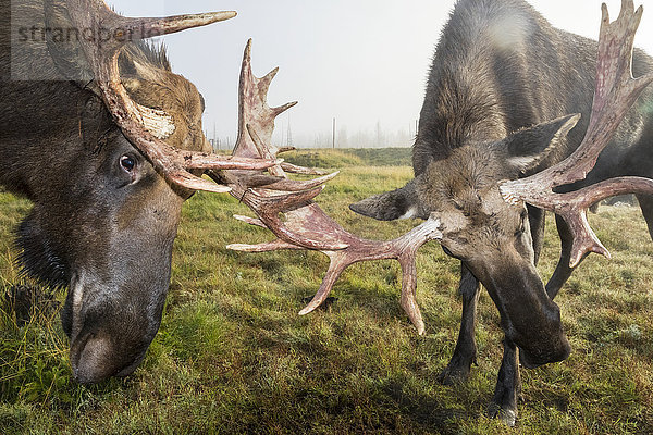 Nahaufnahme von zwei Elchen (alces alces)  die ihr Geweih verriegeln  im Alaska Wildlife Conservation Center  Süd-Zentral-Alaska; Portage  Alaska  Vereinigte Staaten von Amerika'.