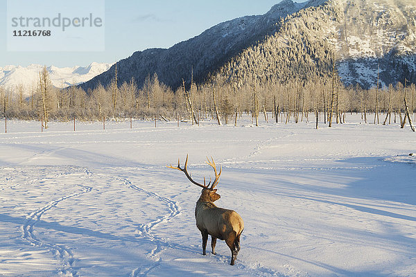 In Gefangenschaft gehaltener Rocky Mountain Elch (Cervus canadensis nelsoni)  Alaska Wildlife Conservation Center im Winter  Süd-Zentral-Alaska; Portage  Alaska  Vereinigte Staaten von Amerika'.