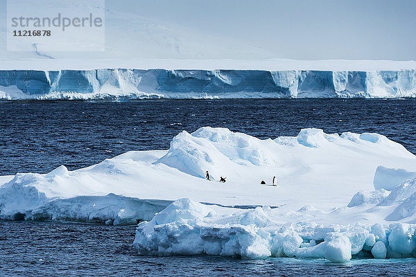 Pinguine auf einem Eisberg; Antarktis'.