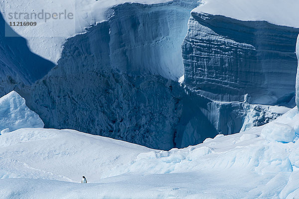 Gefrorene Eisklippen mit einem einsamen Pinguin; Antarktis'.