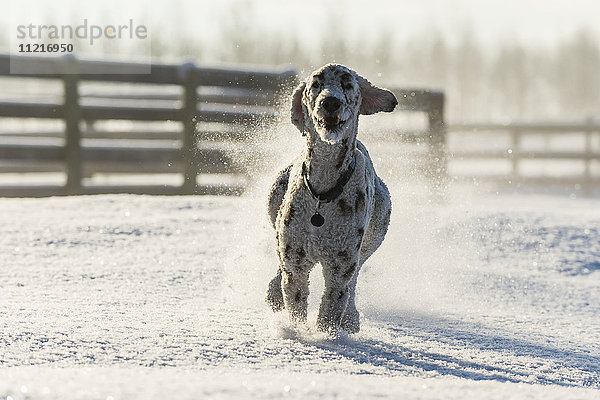 Hund läuft im Schnee; Cremona  Alberta  Kanada