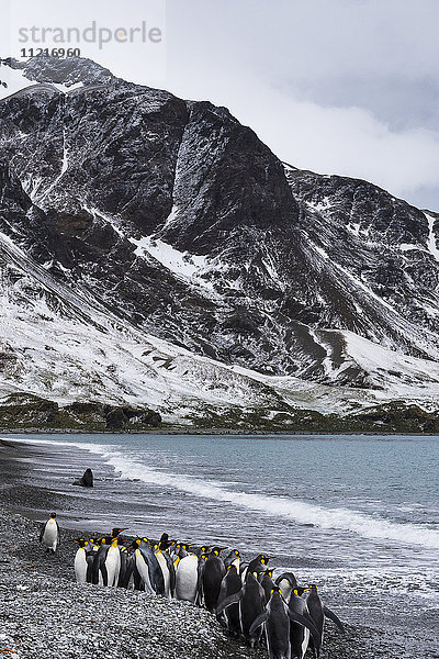 Königspinguine (Aptenodytes patagonicus) an einem Strand  die in einer Reihe spazieren gehen; Südgeorgien  Südgeorgien  Südgeorgien und die Südlichen Sandwichinseln  Vereinigtes Königreich'.