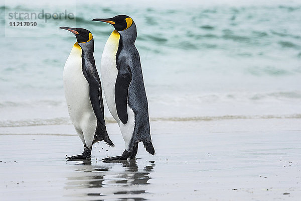 Königspinguin (Aptenodytes patagonicus) Paar  Volunteer Point; Ost-Falkland  Falklandinseln