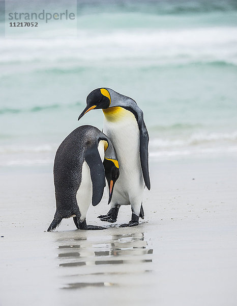 Königspinguin (Aptenodytes patagonicus) Paar  Volunteer Point; Ost-Falkland  Falklandinseln