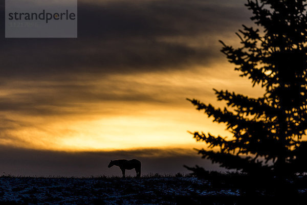 Silhouette eines Pferdes in der Prärie bei Sonnenaufgang  in der Nähe von Longview; Alberta  Kanada'.