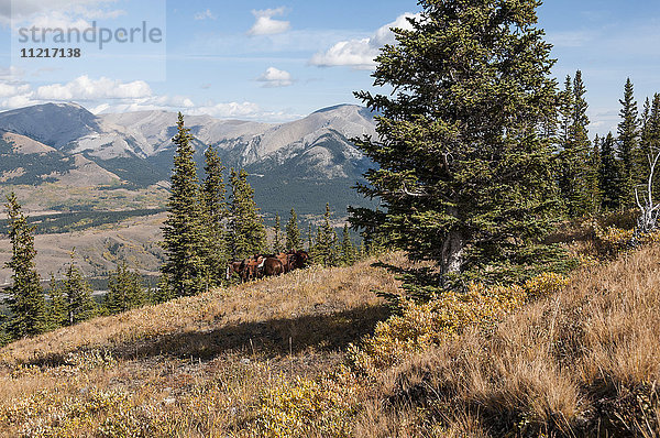 Pferde mit Sätteln an einem Berghang  Ya-Ha-Tinda Ranch; Clearwater County  Alberta  Kanada'.