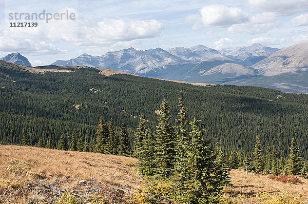 Ya-Ha-Tinda Ranch; Clearwater County  Alberta  Kanada .