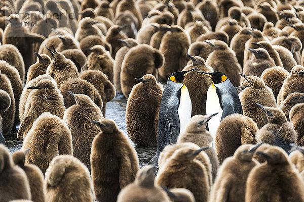 Kolonie juveniler Königspinguine (Aptenodytes patagonicus); Antarktis