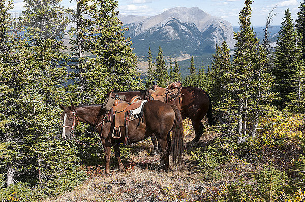 Pferde mit Sätteln an Bäumen angebunden mit Blick auf die Rocky Mountains  Ya-Ha-Tinda Ranch; Clearwater County  Alberta  Kanada'.