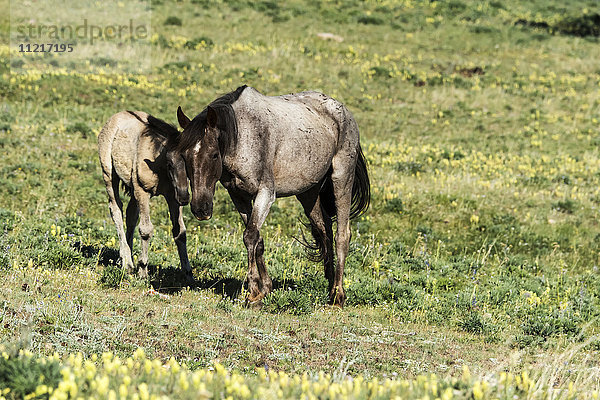 Wildpferde  Pryor Mountains Wild Horse Refuge  Grenze Montana-Wyoming; Vereinigte Staaten von Amerika'.