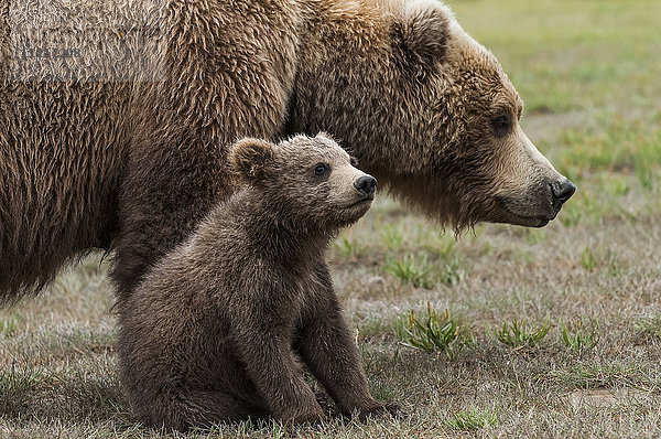 Braunbärensau (ursus arctos) mit ihrem Jungen