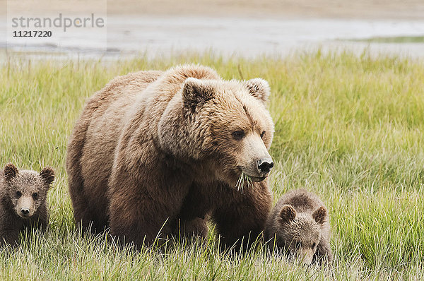 Braunbärensau (ursus arctos) beim Grasen mit ihren Jungen in einem Grasfeld