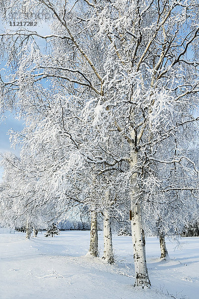 Schneebedeckte Bäume auf einem Feld im Winter; Alaska  Vereinigte Staaten von Amerika'.