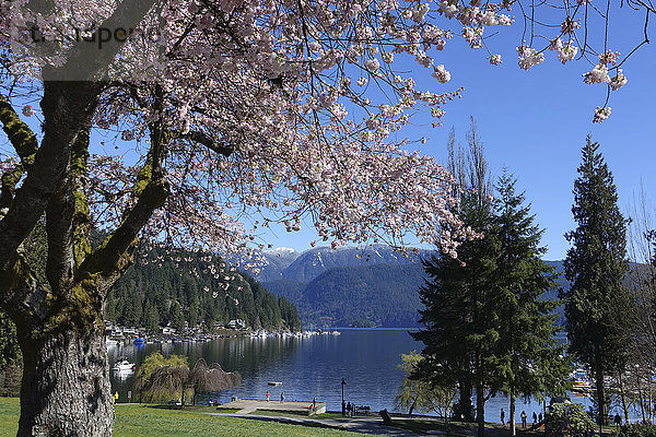 Kirschblüten im Wickenden Park mit Blick auf Deep Cove; North Vancouver  British Columbia  Kanada