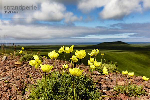 Arktischer Mohn (Papaver radicatum) wächst auf dem vulkanischen Boden von St. Paul Island auf den Pribilofs im Südwesten Alaskas; St. Paul Island  Pribilof Islands  Alaska  Vereinigte Staaten von Amerika'.