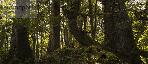 Die alten Bäume von Haida Gwaii erwachen zum Leben  wenn die Sonne durch sie hindurchscheint; Haida Gwaii  British Columbia  Kanada'.