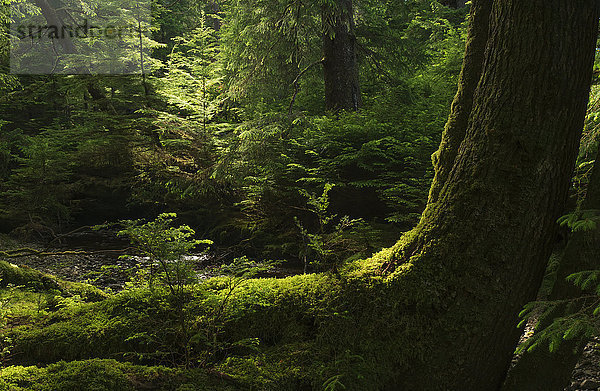 Das Licht scheint durch die Wälder von Haida Gwaii; Haida Gwaii  British Columbia  Kanada'.
