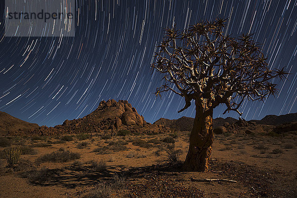 Sternspuren über einem Köcherbaum (Kokerboom oder Aloe dichotoma) im Richtersveld National Park; Südafrika'.