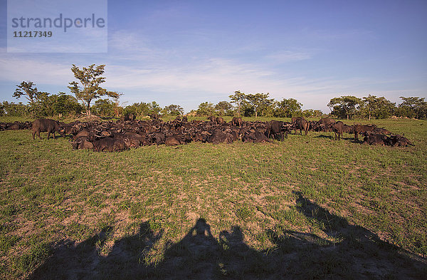 Gruppe von Touristen (Schatten) beim Fotografieren von Wasserbüffeln (Bubalus bubalis) im Sabi Sand Game Reserve; Südafrika'.