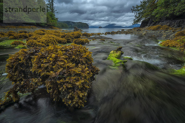 Wasser fließt bei Ebbe aus einem Waldbach ins Meer; Haida Gwaii  British Columbia  Kanada'.