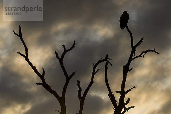 Geier auf einem Baum sitzend bei Sonnenaufgang; Südafrika'.