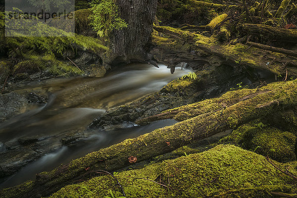 Strom fließt durch den üppigen Regenwald; Haida Gwaii  British Columbia  Kanada'.