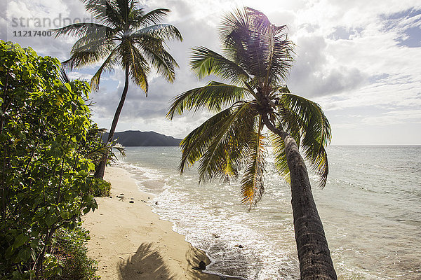 Zwei Palmen am Strand mit Sonneneinstrahlung; St. Croix  Jungferninseln  Vereinigte Staaten von Amerika'.