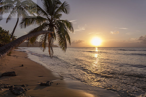 Silhouette einer Palme bei Sonnenuntergang; St. Croix  Jungferninseln  Vereinigte Staaten von Amerika'.