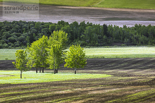 Eine Gruppe von Bäumen in einem grasbewachsenen Feld  umgeben von Erde und einer Baumreihe im Hintergrund  westlich von High River; Alberta  Kanada'.
