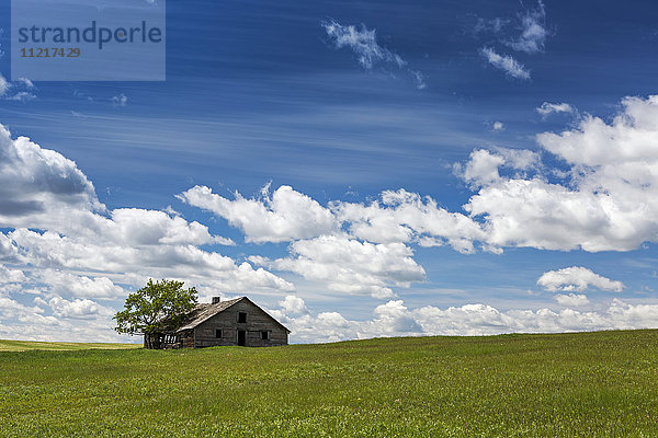 Ein altes Holzgebäude mit einem Baum in einem hügeligen Grasfeld mit Wolken und blauem Himmel  westlich von High River; Alberta  Kanada'.