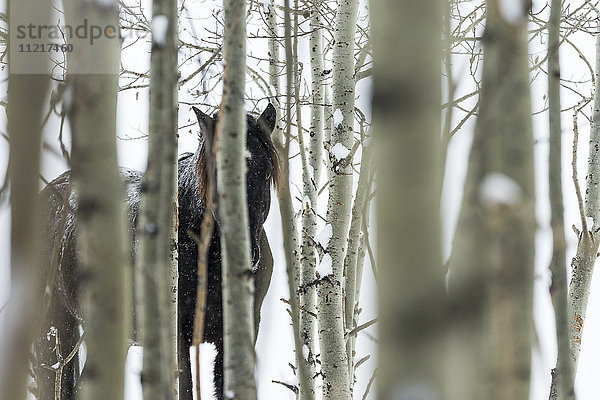 Wildpferd versteckt in Bäumen; Turner Valley  Alberta  Kanada'.