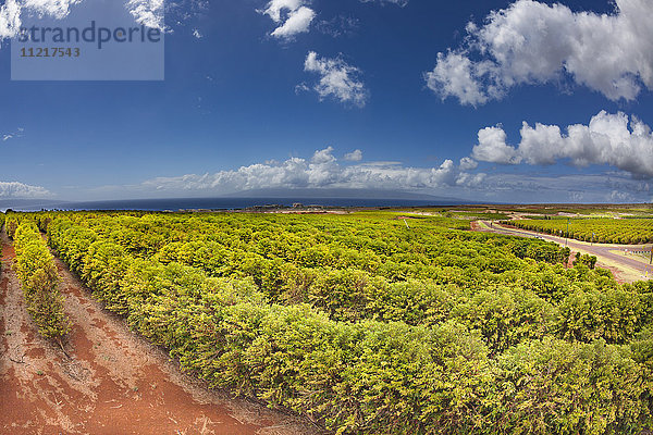 Reihen von Kaffeepflanzen an der Seite der West Maui Mountains oberhalb von Kaanapali  im Hintergrund die Insel Molokai; Maui  Hawaii  Vereinigte Staaten von Amerika