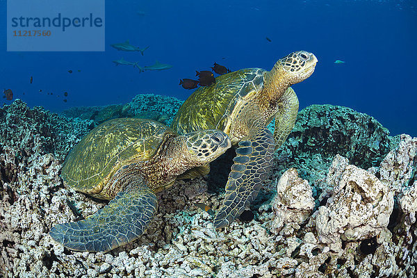 Mehrere grüne Meeresschildkröten (Chelonia mydas)  eine vom Aussterben bedrohte Art  versammeln sich an einer Reinigungsstation vor West Maui  im Hintergrund sind drei Graue Riffhaie (Carcharhinus amblyrhynchos) zu sehen; Hawaii  Vereinigte Staaten von Amerika
