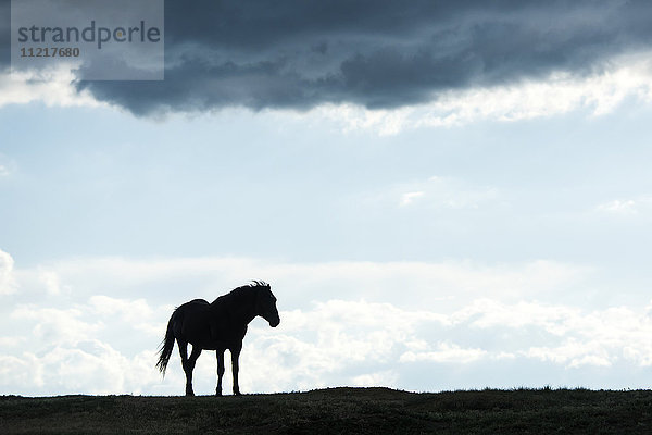 Silhouette eines Wildpferdes  Theodore Roosevelt National Park; North Dakota  Vereinigte Staaten von Amerika'.