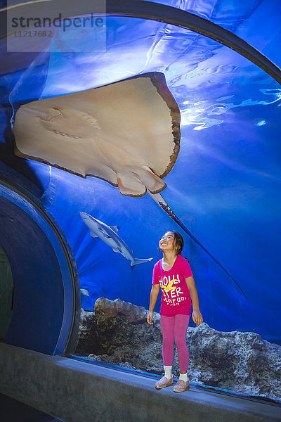 Ein junges asiatisches Mädchen sieht sich einen Hawaii-Stechrochen (Dasyatis brevis) und einen Schwarzspitzen-Riffhai (Carcharhinus melanopterus) im Maui Ocean Center aus der Nähe an; Maalaea  Maui  Hawaii  Vereinigte Staaten von Amerika