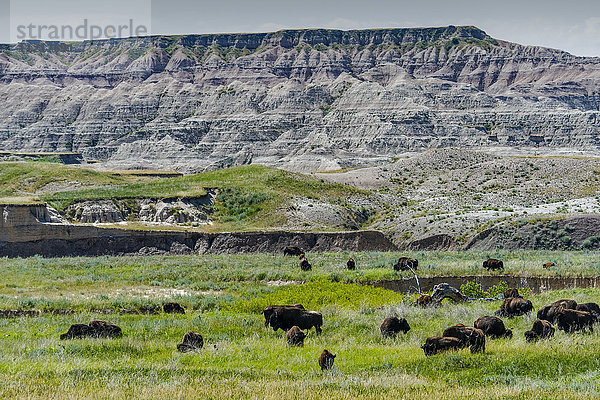 Bison (Büffel)  Badlands National Park; South Dakota  Vereinigte Staaten von Amerika'.