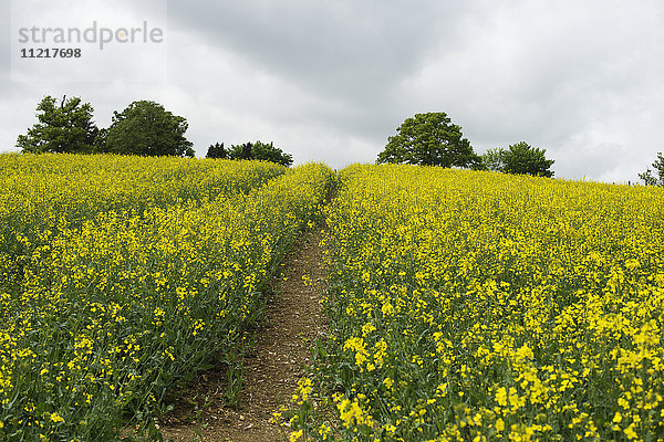 Ein Weg durch ein Rapsfeld; Nettledon  England'.