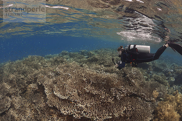 Zerbrechliche Hartkorallen dominieren diese flache Riffszene mit einem Taucher; Wakatobi  Indonesien