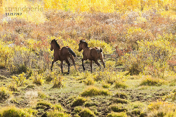Wildpferde  die im Herbst durch ein Gestrüppfeld laufen; Sundre  Alberta  Kanada