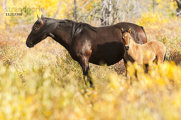 Wilde Stute und Fohlen; Sundre  Alberta  Kanada'.