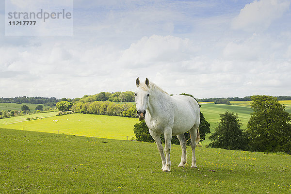 Ein weißes Pferd steht auf einem Feld in der Nähe von Nettledon; England .
