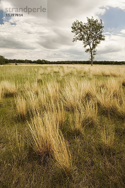 Einzelner Baum in grasbewachsenem Feld; Winnipeg  Manitoba  Kanada'.