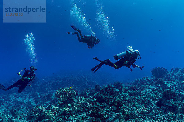 Taucher von Big Island Divers schwimmen am Rande eines Korallenriffs vor der Küste von Kona; Insel Hawaii  Hawaii  Vereinigte Staaten von Amerika