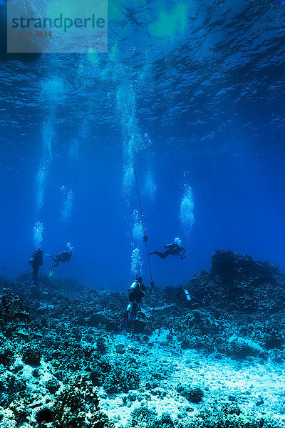Eine Gruppe von Tauchern der Big Island Divers hält sich neben einer permanenten Verankerung am Tauchplatz Golden Arches an der Küste von Kona auf; Insel Hawaii  Hawaii  Vereinigte Staaten von Amerika