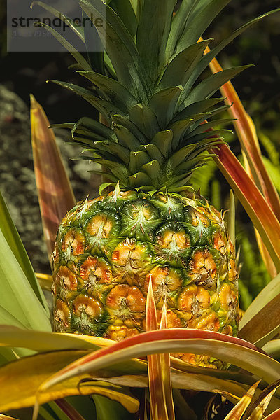 Nahaufnahme einer fast reifen Ananas an der Hamakua-Küste bei Hilo; Insel Hawaii  Hawaii  Vereinigte Staaten von Amerika'.