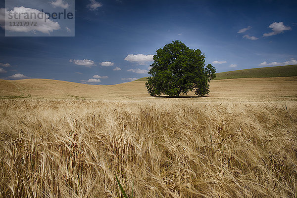 Einzelner Baum in einem Weizenfeld; Palouse  Washington  Vereinigte Staaten von Amerika'.