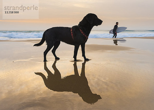 Ein Hund und sein Spiegelbild auf dem nassen Sand des Strandes mit einem Surfer  der im Hintergrund läuft; Tarifa  Cadiz  Andalusien  Spanien